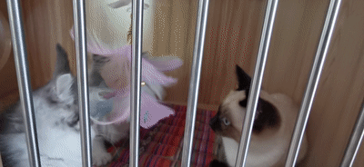 134605fwdsq2xr2z8q24r2.gif