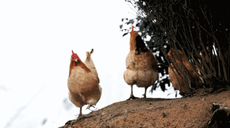 140612e90dd9pgg4sg8vg4.gif