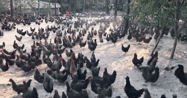 150245j1pehp1bo2xek19w.gif
