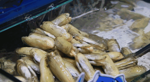 150040dp210n2af2p5n0pn.gif
