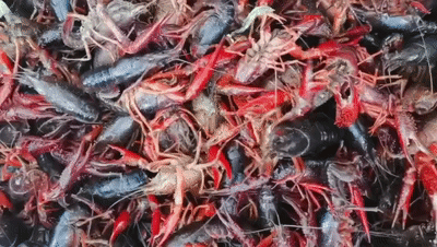 111f748493ed182cc14485b92c49b8[00_00_09--00_00_12].gif