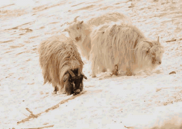 171943o74ia9cqgpaqce7q.gif