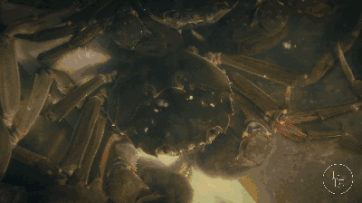 110342izcnssm6w1svc0ns.gif