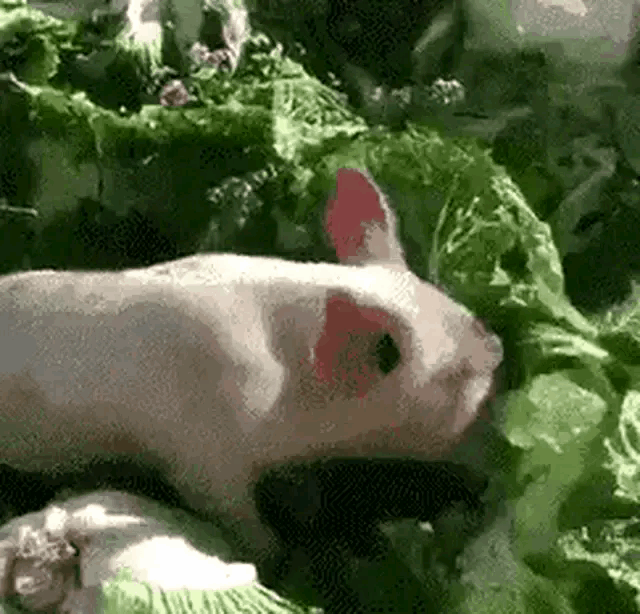 front2_0_lpHLIBUS60CNjpzQ2SupsYNjfGLH.1611283887.gif