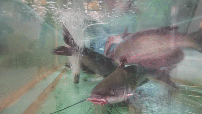 110426kq0ocaox86z3qqtm.gif