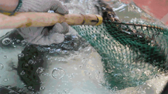 144011l7niumdx5ul72lnv.gif
