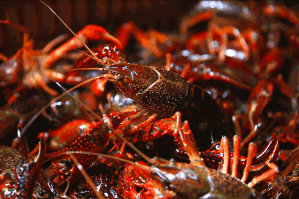 105903rhgv956x9gzvz6hg.gif