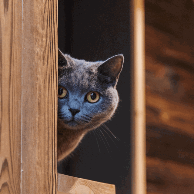 src=http_//5b0988e595225.cdn.sohucs.com/images/20190222/6685d5a9cd2446db8bccad93.gif