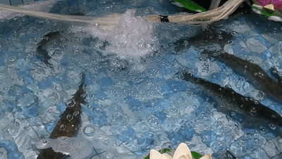 163758w4phlettjjznl8nc.gif