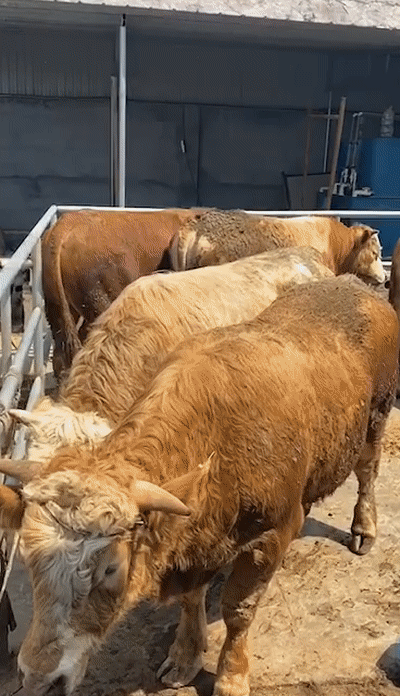 140539qm1233w1s5yts0m8.gif