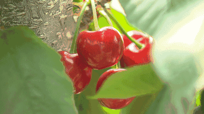 094749qrs818s755d1ys71.gif