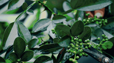 135935nsuhznenuvns9suj.gif