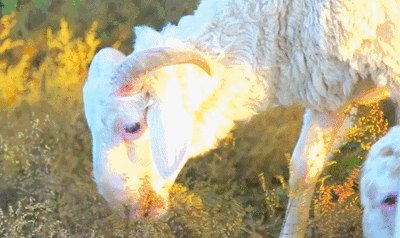 114142swx5ai9itti7v2t6.gif