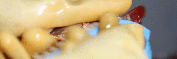 131136g8iiwtmbppb6682j.gif
