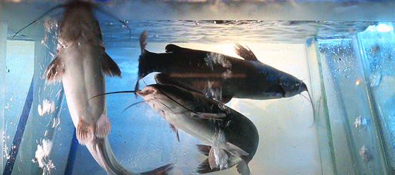 105937n9u02vap049a5495.gif
