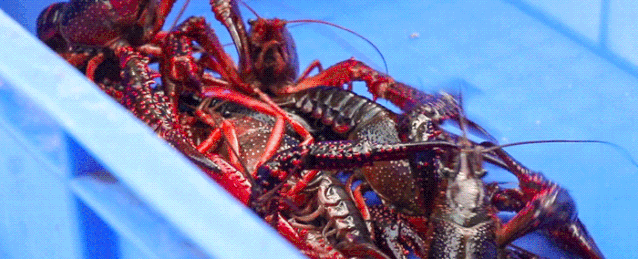 120505meobx21x22edbii7.gif