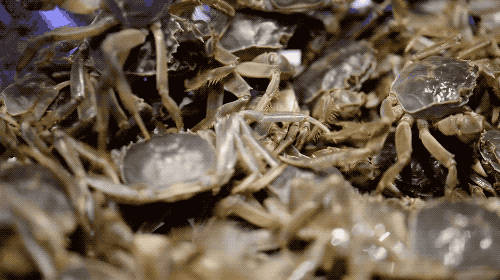 140048etxsvzzj54swwlfl.gif