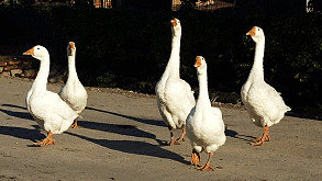 093107wuj2k51n8swncja1.gif
