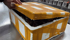 151158hogdqutee5uop8ek.gif