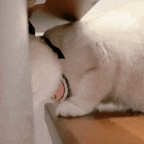 172452ecxllvx53furfxzw.gif