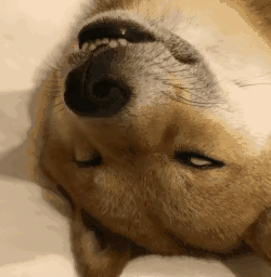 20230316215043front2_0_152840_FpLkoVq6XM-26ODKIYlMA9DEEA16.gif