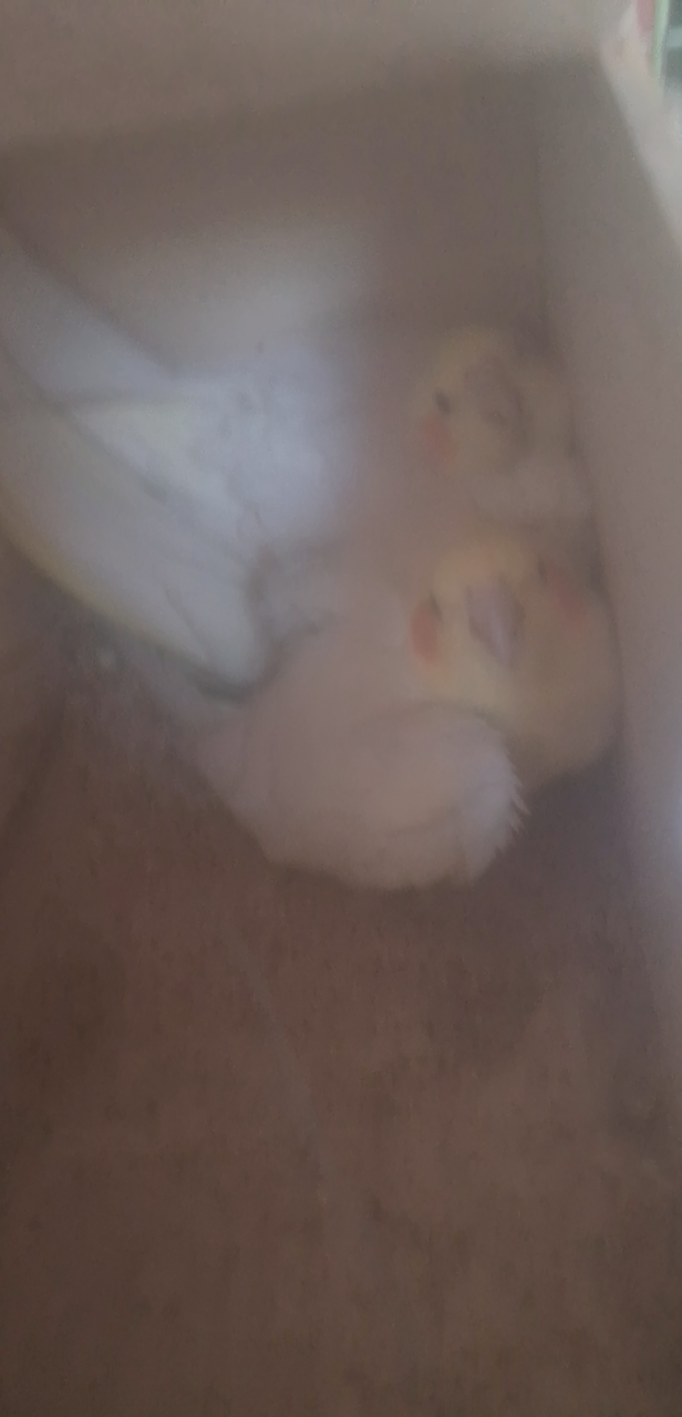 20230426102601front2_0_33459_FjRBchQfGqa3zWQdBukbRcycCuIX.png