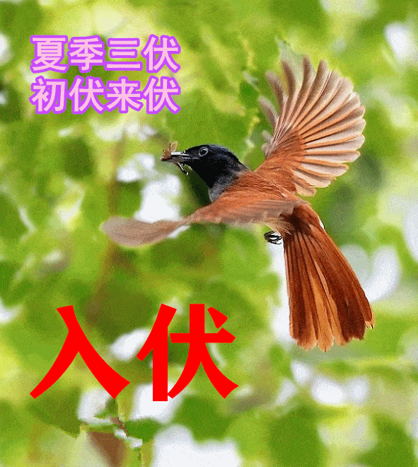 20230710220213front2_0_152840_FkFrbYpr1c13ASEp2evxw319b_g6.gif