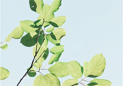 141113kn135x2446lzilzd.png