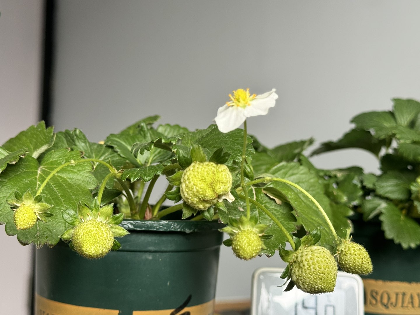 20250114133703front1_0_236515_Fp977AnXq1sV9Ni40kF5W01_6bn4.jpg