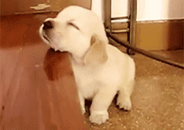 20250210222714front2_0_238529_FiD2dige5UdoYEChJ1ZgXTG1STSL.gif