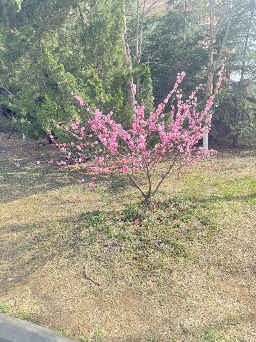 20250326202521front1_0_7586_FtA5koU4ctbU5V2vFGESbUAWN2PX.jpg