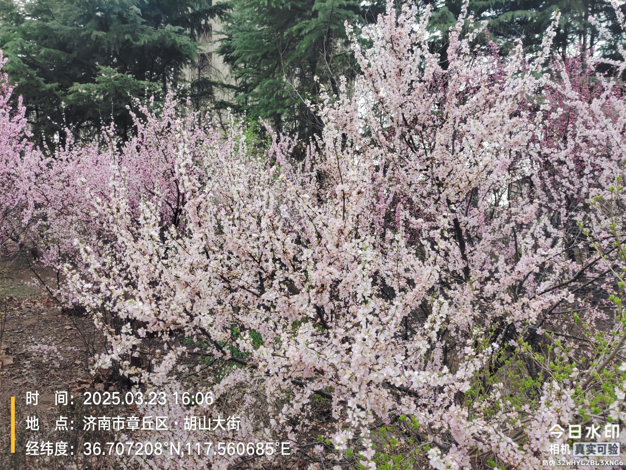 20250405105955front2_0_12536_Fk3NcYO9D56kihe1GeReVp3xbNgF.jpg
