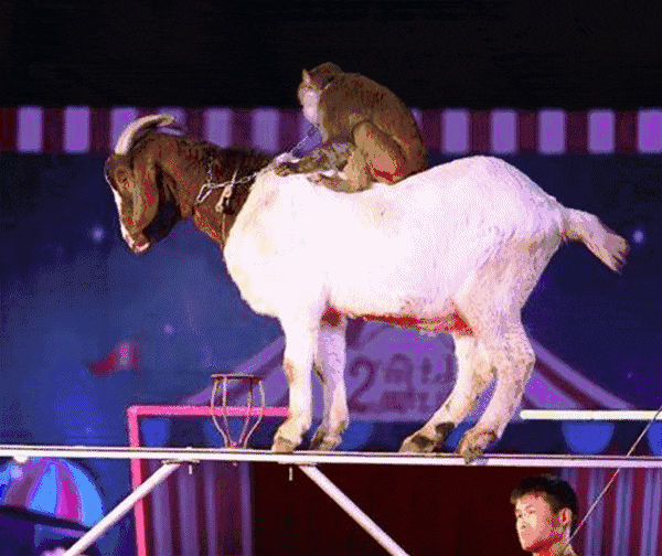 095341xevuq2ou8ea50hzd.gif