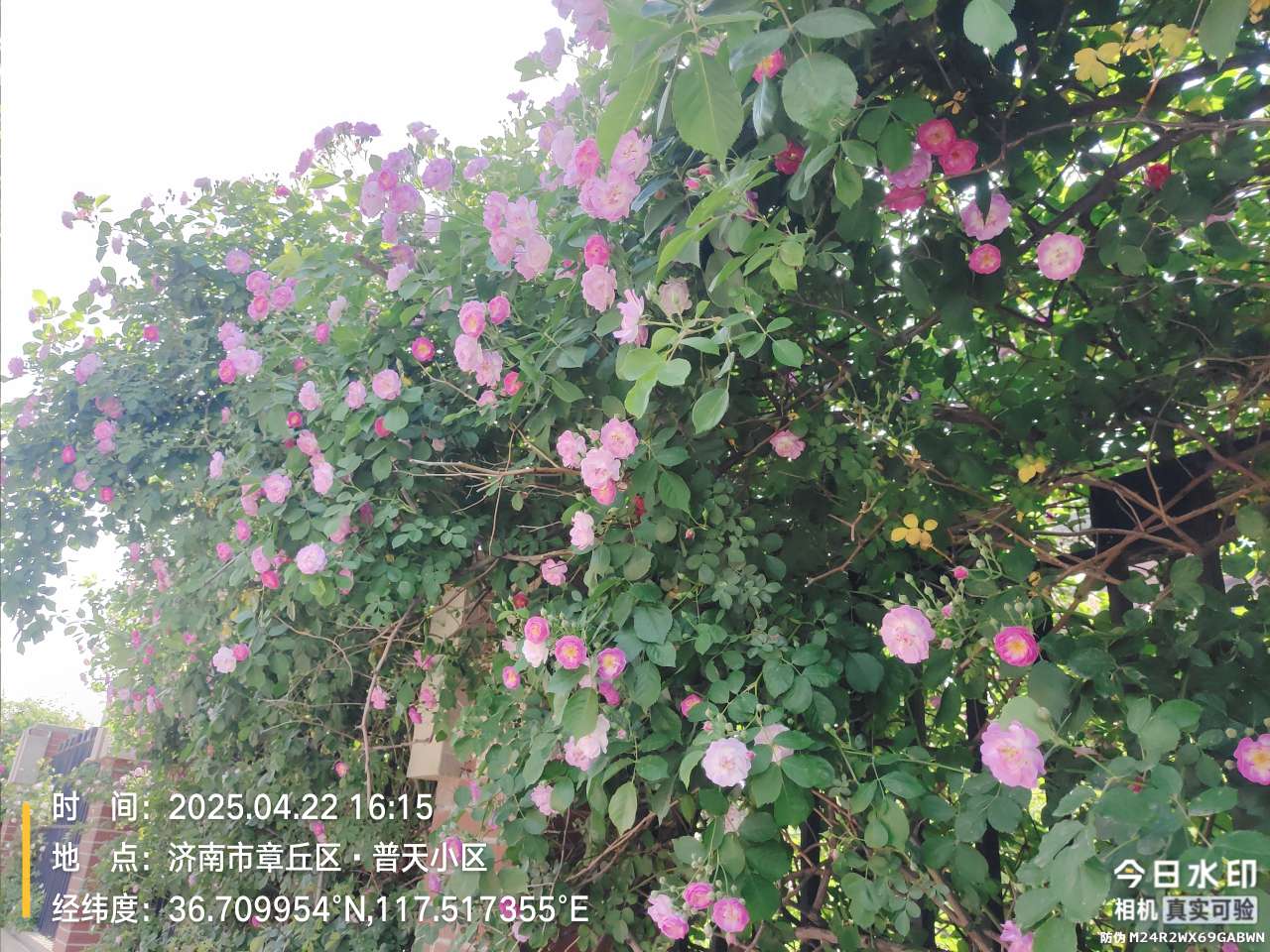 20250428120137front2_0_31910_Fskz3O-KT67LgSFaA2qecwK0789U.jpg