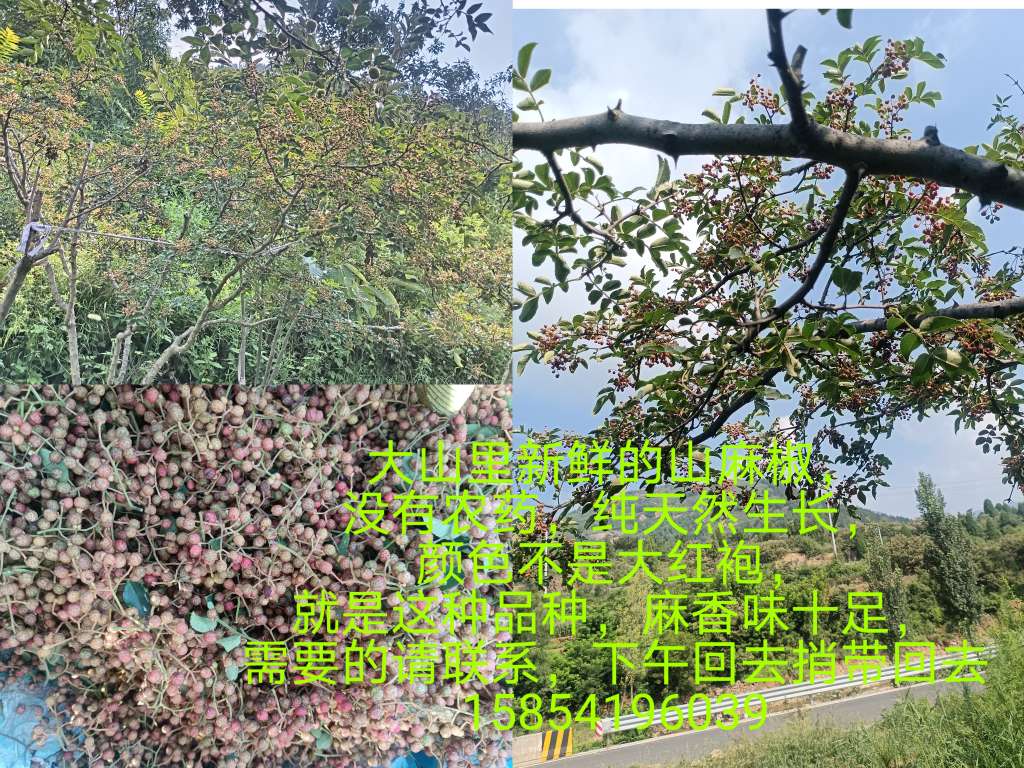 20250811133441front2_0_76266_FpdjMMDDmBXYB3hLSlFACr8n3aOU.jpg