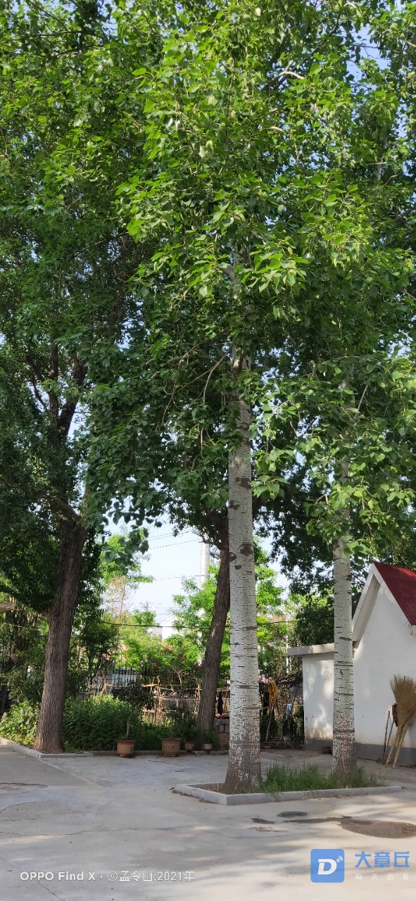 夏天来了大杨树底下好乘凉